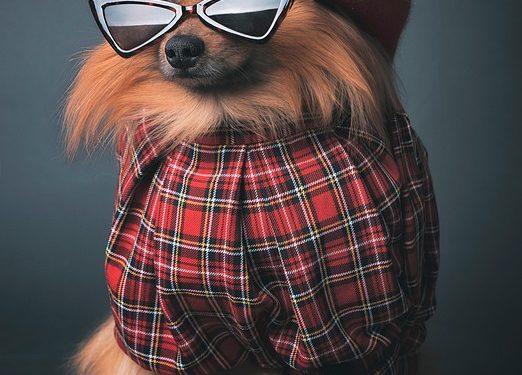 Pawsitively Stylish: The Ultimate Guide to Dressing Your Pet in Paw-some Outfits
