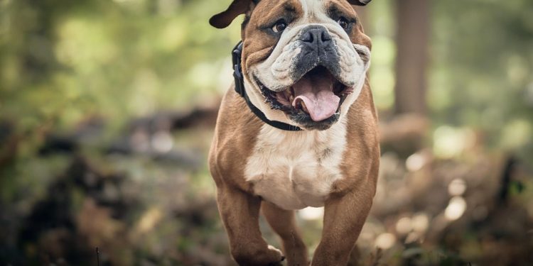 Pawsitively Healthy: A Guide to Optimal Dog Wellness