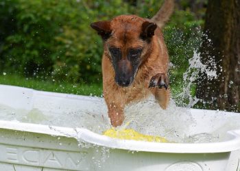 Paw-some Playtime: The Ultimate Guide to Ball Fetching Fun for Your Dog