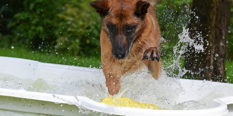 Paw-some Playtime: The Ultimate Guide to Ball Fetching Fun for Your Dog