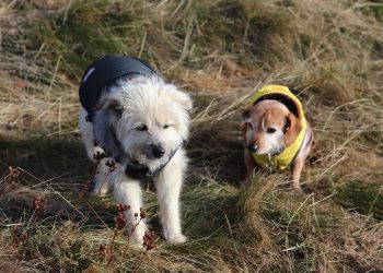 Pampered Pooches: Stylish Outfits for Petite Pups