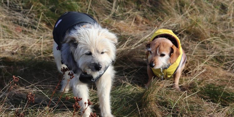 Pampered Pooches: Stylish Outfits for Petite Pups