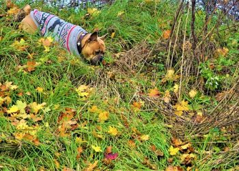 Pawsitively Chic: Designer Dog Clothes to Make Your Pup the Envy of the Park