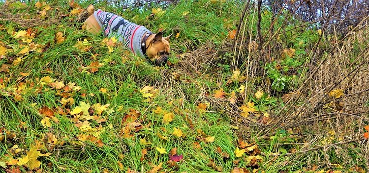 Pawsitively Chic: Designer Dog Clothes to Make Your Pup the Envy of the Park