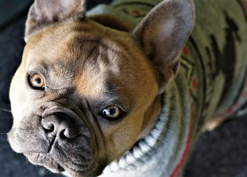 Dressed to Impress: The Ultimate Guide to Styling Your Pup