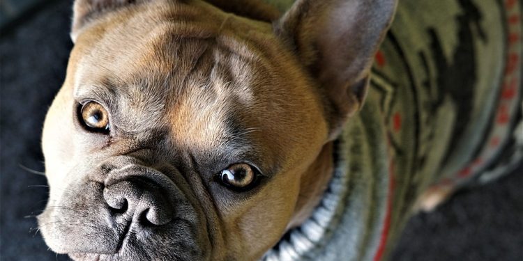 Dressed to Impress: The Ultimate Guide to Styling Your Pup