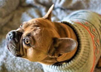 Pampered Pooches: Stylish and Practical Clothing for Small Dogs