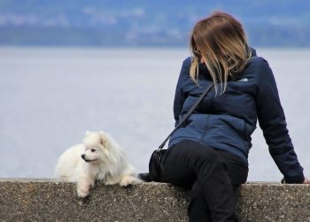 Tiny Paws, Big Style: The Ultimate Guide to Small Dog Jumpers