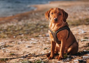 Pamper Your Pint-Sized Pup: Stylish Threads for Small Dogs