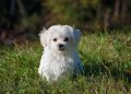 Serene and Allergy-Friendly: The Best Small Hypoallergenic Dog Breeds for a Peaceful Home