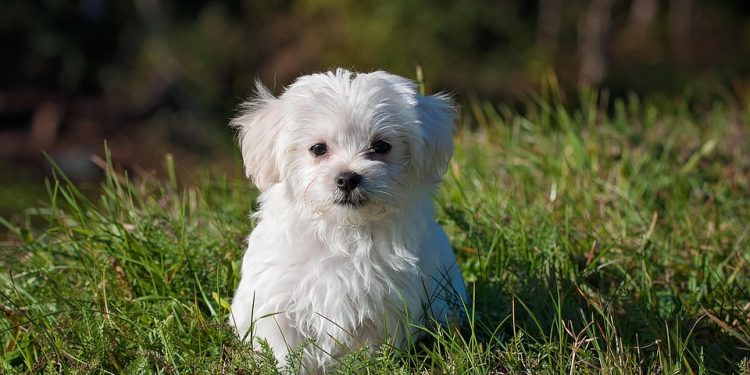 Serene and Allergy-Friendly: The Best Small Hypoallergenic Dog Breeds for a Peaceful Home