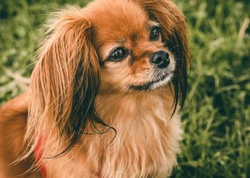 Pamper Your Pup: The Ultimate Guide to Plush Dog Toys