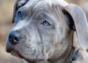 Cozy Canines: The Ultimate Guide to Choosing the Perfect Dog Coat