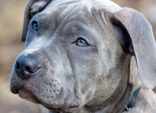 Cozy Canines: The Ultimate Guide to Choosing the Perfect Dog Coat