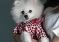 Dressed to Impress: The Ultimate Guide to Stylish Dog Apparel