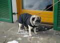 Stay Warm and Stylish: The Ultimate Guide to Coats for Your Canine Companion