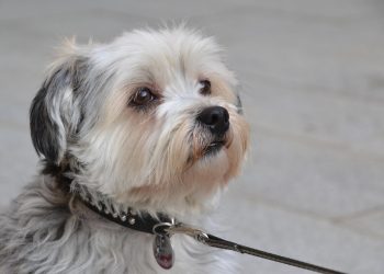 Revolutionize Your Walks with the Ultimate No-Pull Leash Solution