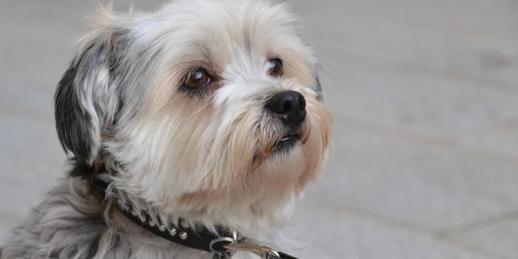 Revolutionize Your Walks with the Ultimate No-Pull Leash Solution