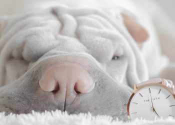 Pint-Sized Pup Style: Adorable Small Dog Clothes for Fashionable Furbabies