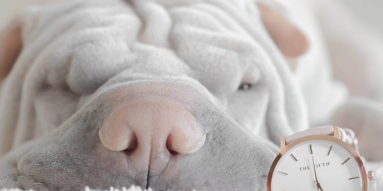 Pint-Sized Pup Style: Adorable Small Dog Clothes for Fashionable Furbabies