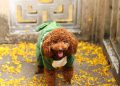 Pawsitively Stylish: The Ultimate Guide to Dressing Your Dog in Fashionable Outfits