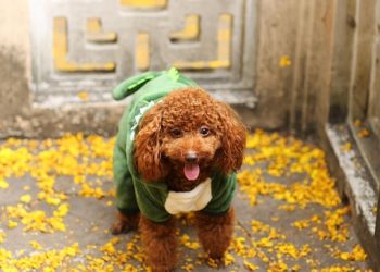 Pawsitively Stylish: The Ultimate Guide to Dressing Your Dog in Fashionable Outfits