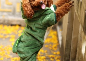 Pawsitively Dry: The Ultimate Dog Raincoat for Your Furry Friend