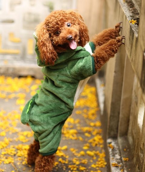 Pawsitively Dry: The Ultimate Dog Raincoat for Your Furry Friend