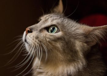 Feeding Fido: A Comprehensive Guide to What Your Dog Can and Can’t Eat