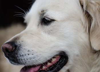 The Ultimate Strength: Heavy Duty Dog Leash for Unstoppable Adventures