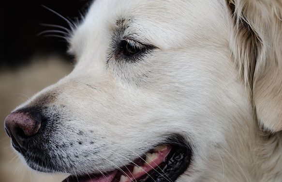 The Ultimate Strength: Heavy Duty Dog Leash for Unstoppable Adventures