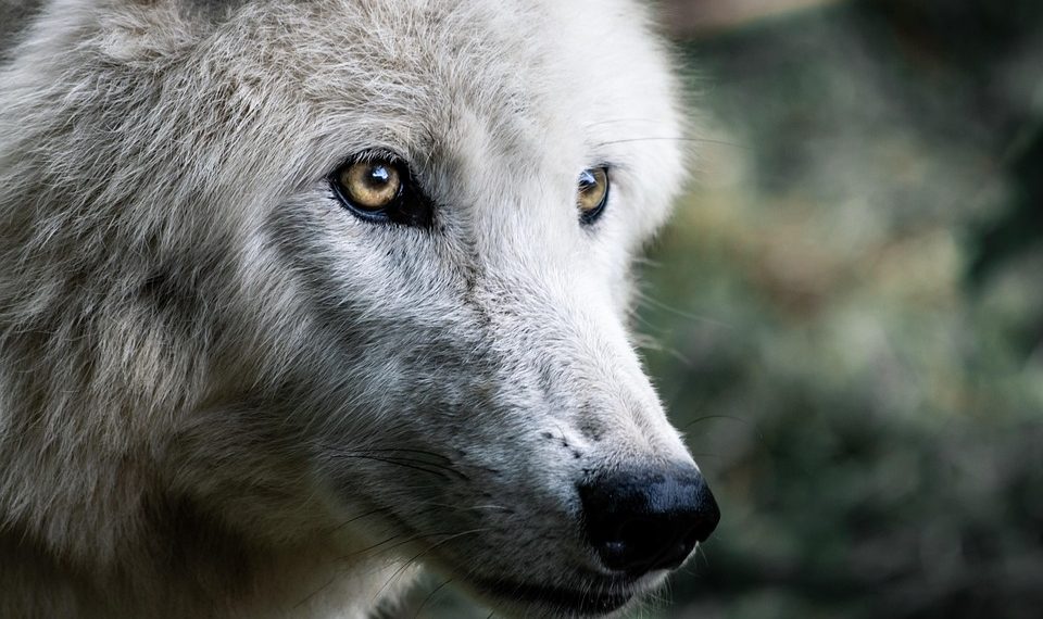 Top 10 Best Apartment Dogs: The Perfect Pups for City Living