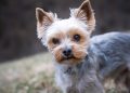 Top Picks: Small Hypoallergenic Dogs That Are a Breeze to Train