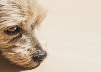 Quiet and Allergy-Friendly: The Best Small Hypoallergenic Dogs for a Peaceful Home