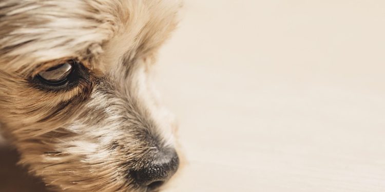 Quiet and Allergy-Friendly: The Best Small Hypoallergenic Dogs for a Peaceful Home