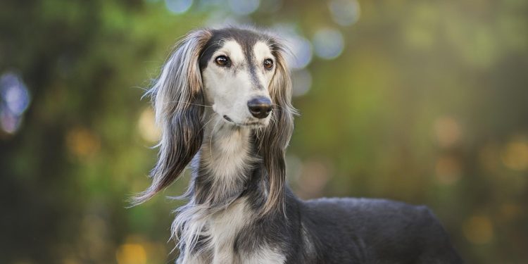 Top Apartment Dogs: Independent Breeds Perfect for Solo Living