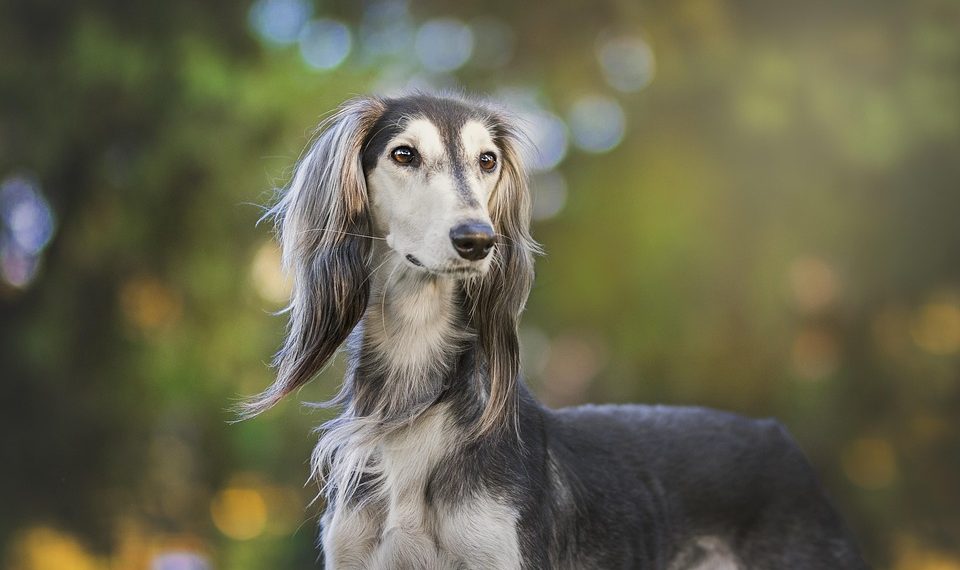 Top Apartment Dogs: Independent Breeds Perfect for Solo Living