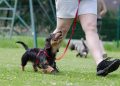 Unleash Your Dog’s Potential: Free Training Classes Near Me