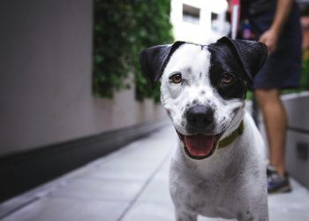 Top 10 Family-Friendly Dog Breeds: Finding the Perfect Furry Friend for Your Kids