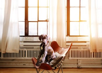 The Secret Language of Dogs: Decoding Canine Behavior for a Happier Furry Friend