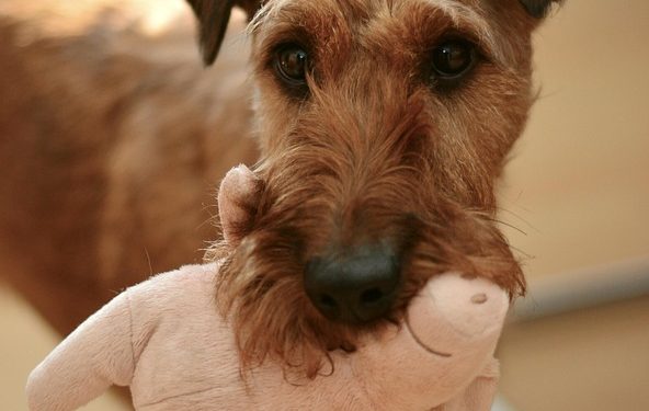 Unleash Your Pup’s Genius: The Ultimate Dog Puzzle Challenge