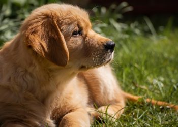 Tranquil Tails: Discovering the Joy of Small Hypoallergenic Breeds