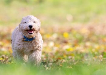 Pawsitively Fetching: The Ultimate Guide to Ball Play for Your Pup