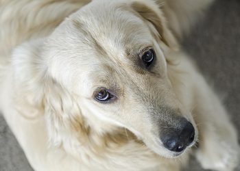 Plush Pup Paradise: The Ultimate Collection of Adorable Dog Toys