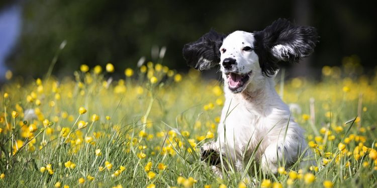 Silent and Snuggle-worthy: The Best Small Hypoallergenic Dogs for Quiet Companionship