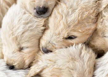 Small and Mighty: Training Your Hypoallergenic Pup with Ease