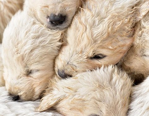 Small and Mighty: Training Your Hypoallergenic Pup with Ease