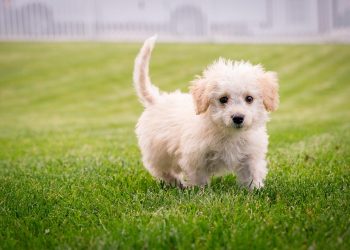 The Charm of Tiny Paws: Exploring the World of Small Dog Breeds