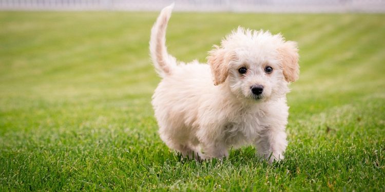 The Charm of Tiny Paws: Exploring the World of Small Dog Breeds